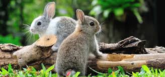 Image result for RABBIT