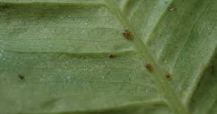 Résultat de recherche d'images pour "scale insects"