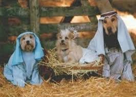 Resultado de imagem para feliz natal canino