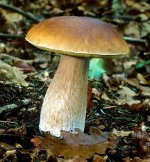 Image result for bolete mushrooms