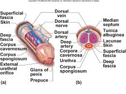 Erección:
Estímulo → Neurona sensitiva → medula espinal→ Neurona motora→ Erección
Hormonas sexuales:
Hipófisis→ Gonadotropina