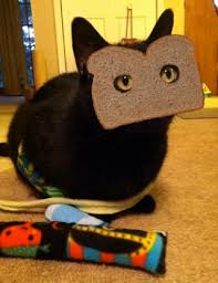 Bildergebnis für cat bread