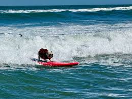 Trend Google: surf