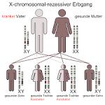 Vererbung (Genetik)