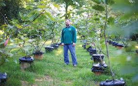 Résultat de recherche d'images pour "burying fig trees"