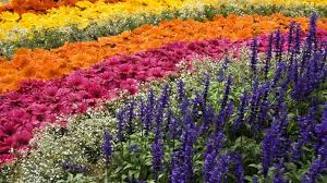 Image result for ooty botanical garden flower show 2015