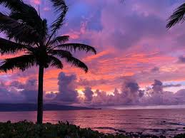 Maui Now - News update