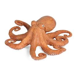 Image of octopus animal