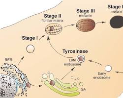 صورة melanocytes producing melanin