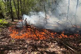 Felle bosbrand langs de A27 bij Oosterhout
