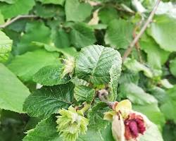 Fındık ağacı çiçekleri resmi