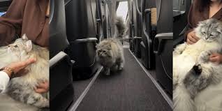 Turkish Airlines