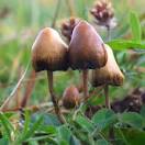 Champignons hallucinogne