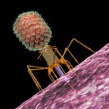 images?q=tbn:ANd9GcSH4oZvVfhnICCneeehO65H_gHkd5RFOS9mjDwoZImxUZnM_IEKKA Virus mahluk kecil yang berbahaya (2)