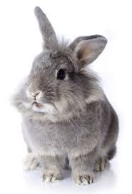 Image result for RABBIT