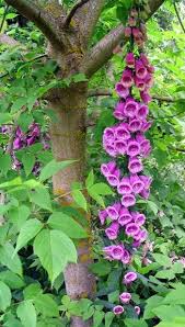 Image result for "Foxglove Tree"