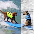 Dog Life Jackets, Vests Swimsuits PetSmart