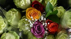 El lado oscuro de las rosas de Colombia por San Valentín