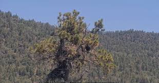 Big Bear Eaglet Sandy