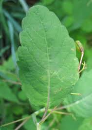 Image result for jewelweed
