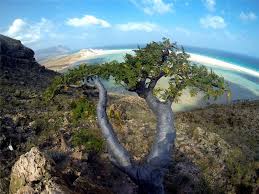 Картинки по запросу остров сокотра