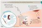 Rhinite allergique : symptmes, traitement du rhume des foins