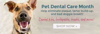 Image result for +dog