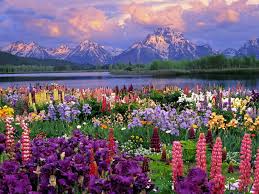 Image result for JAPAN SEASONS PICTURES