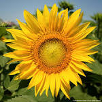 Girasole Foto Royalty Free, Immagini, Immagini E