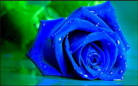Image result for karangan bunga mawar biru