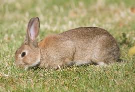 Hasil gambar untuk AUSTRALIA rabbit