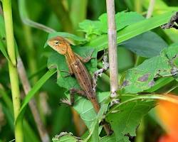 diverse group of lizards