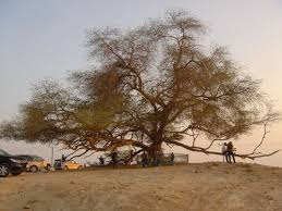  شجرة الحياة عمرها اكثر 400 عام وسط الصحراء Images?q=tbn:ANd9GcSHh2-AgjLhWuMbN4WDxYBXIbp7ED37K79zbjl9dkYPsNEK4uV7
