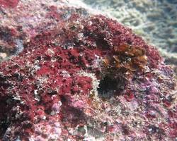 Image of Red algae in saltwater