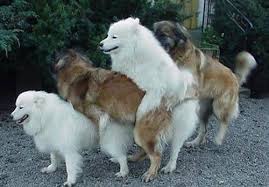 Resultado de imagem para animais trepando