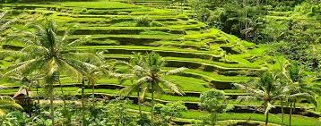 Hasil gambar untuk full day tour ubud kintamani