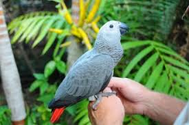 Image result for african grey parrot for sale