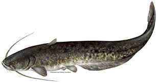 Image result for wels catfish