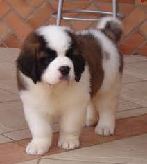 Afbeeldingsresultaat voor sint bernard puppy