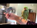 virtual villagers 2 parrots talking like humans cross