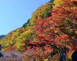 高尾山の紅葉の画像