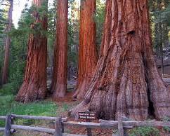 Image of Mariposa Grove, Yosemite National Park