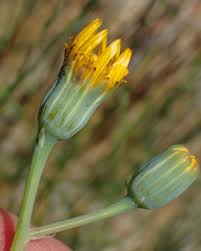 Image result for Senecio ruwenzoriensis