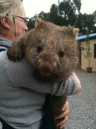 Image result for wombat