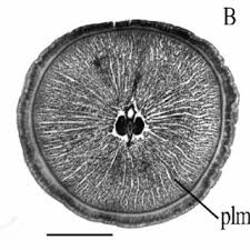 Image result for Mesoglossus macginitiei