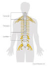 Spinal cord - , the free encyclopedia