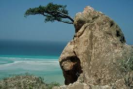 Картинки по запросу остров сокотра