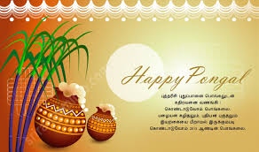 Image result for pongal festival images