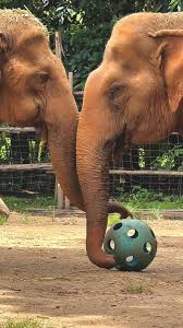 Mee Boon and Lucky are both blind. They have passed through great hardships in life, but their resilience and courage has brought them together to this time of deep friendship. Now they