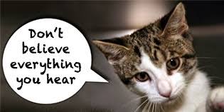 Image result for cat with FIV